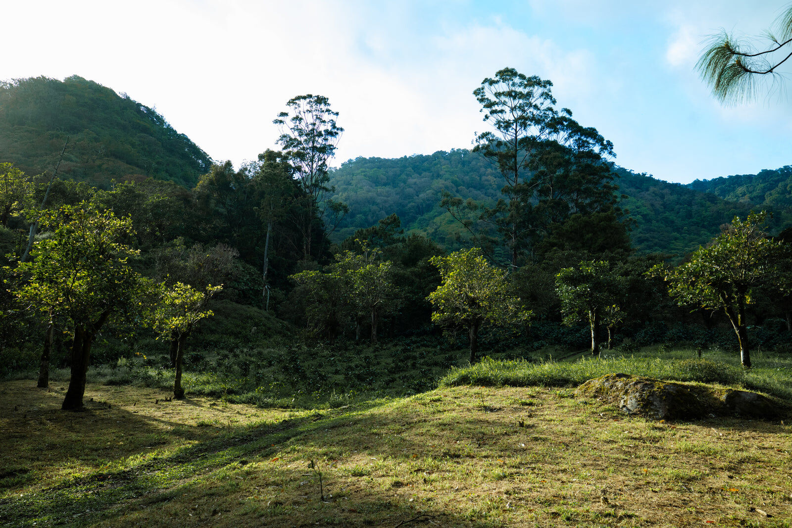 Coffee valley above Boquete