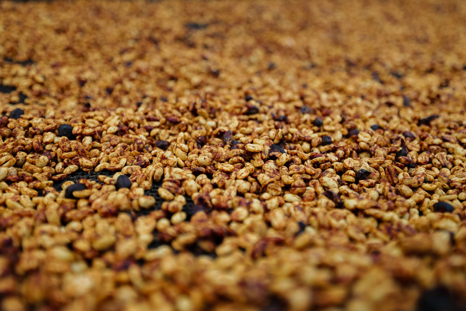 Coffee beans drying in the sun