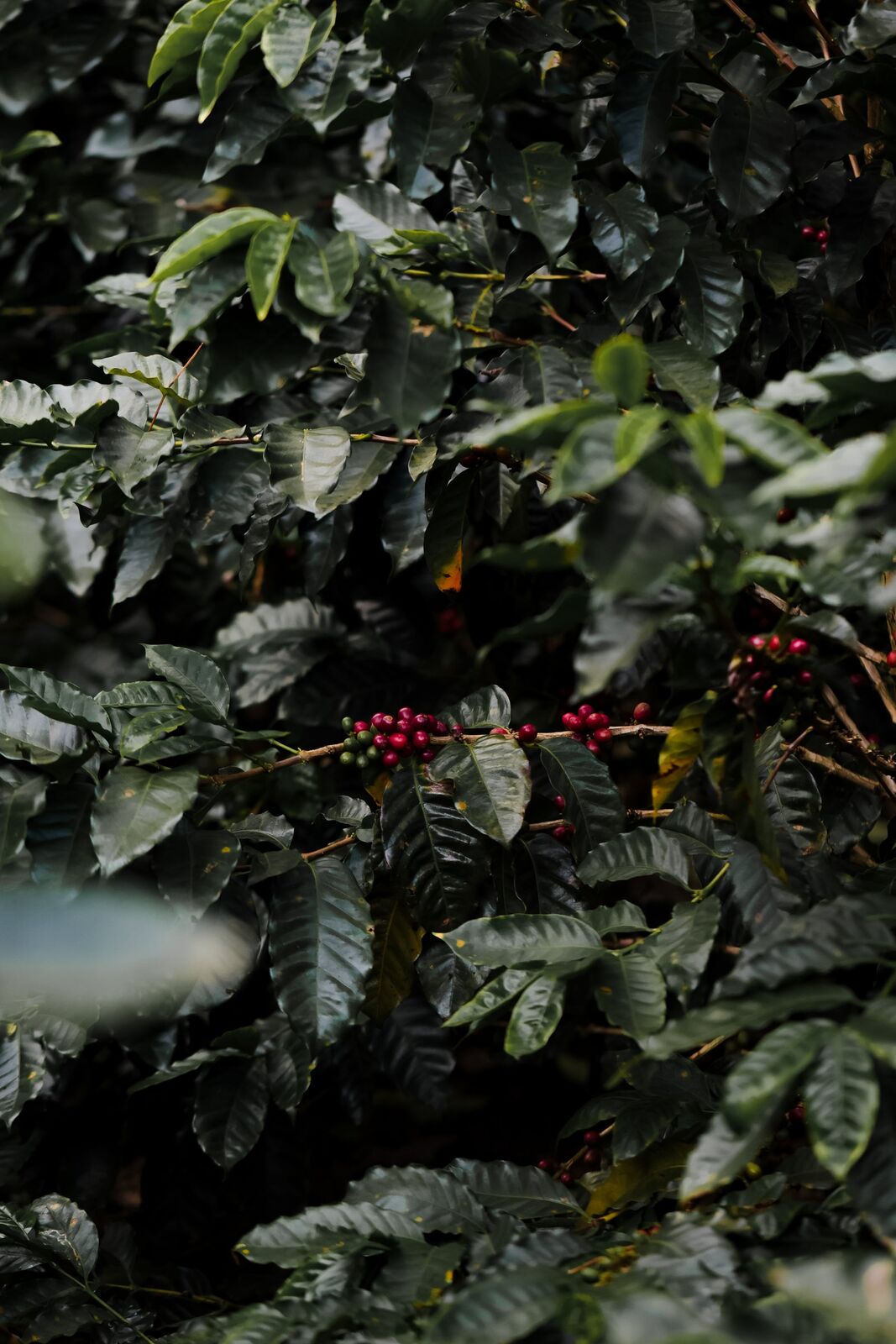 Ripe red coffee cherries on the bush